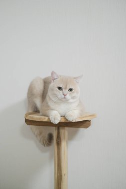 Sakin ifadeli bir İngiliz kısa hava bej kedisi, beyaz arka planda, tahta kedi ağacının üzerinde oturur.