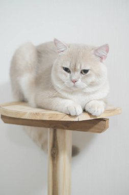 İngiliz kısaltmalı yumuşacık krem renkli kedi, sakin bir şekilde tahta kedi tüneğine oturur, rahat ve sakin bir tavırla.