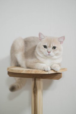 İngiliz kısa tüylü bej kedisi, yeşil gözlü, sade beyaz arka planda sakince oturmaktadır.