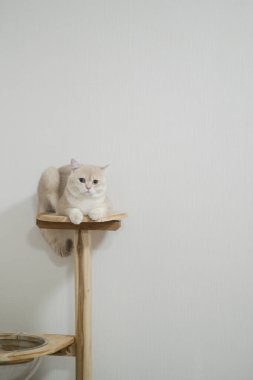 Sakin bir ifadeye sahip bir İngiliz kısa hava kremi renkli kedi, tahta kedi ağacının üzerinde, düz beyaz bir duvara karşı oturur.