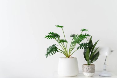 Minimalist ayarlı lambayla beyaz masada saksılar..