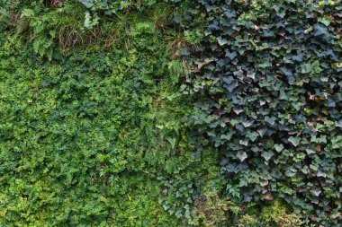Tropikal bir coşku patlaması: parlak yeşiller ve morlar içinde soyut bir yaprak deseni, herhangi bir tasarım veya dekorasyona doğanın canlılığını katıyor..