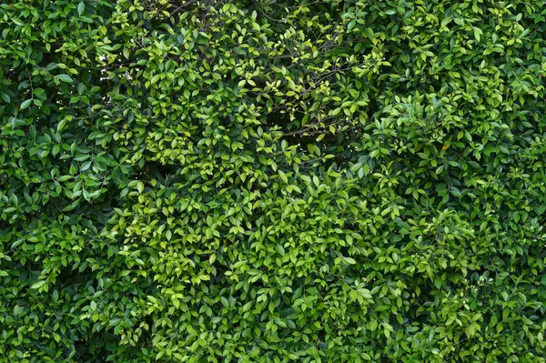 Doğal duvar veya çit dokusu oluşturan yemyeşil yaprakların yakın görüntüsü. Kalın yapraklar arkaplan arkaplanı için uygun renkli ayrıntılı arkaplan deseni oluşturur