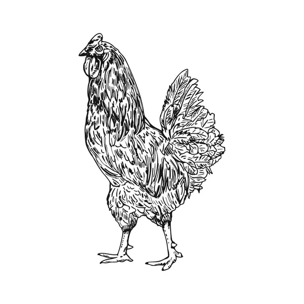 雄鶏のベクトルスケッチ 白い背景に隔離されている — ストックベクタ