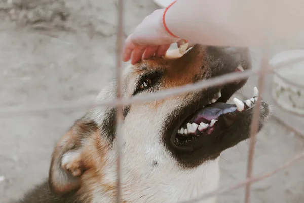 Een Kind Streelt Een Hond Door Een Net Een Opvanghuis — Stockfoto