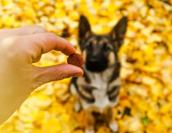 Makanan Kering Tangan Dengan Latar Belakang Anjing Gembala Jerman Sebuah — Stok Foto