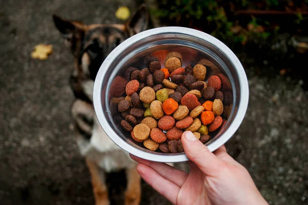 Cão Bonito Cachorro Pastor Alemão Esperando Para Comer Sua Comida — Fotografia de Stock