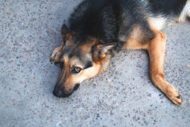 Güzel bir Alman çoban köpeği yerde yatar ve uzaklara bakar. Yakın plan portre.