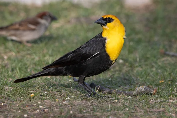 Pássaro Preto Cabeça Amarela — Fotografia de Stock