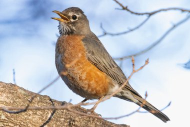 Robin Bird baharda ağaçta