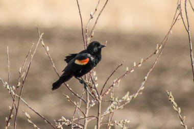 Kırmızı kanatlı bir karatavuk bir çalılığın dalında oturur.