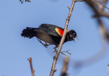 Ormanda kırmızı kanatlı karatavuk