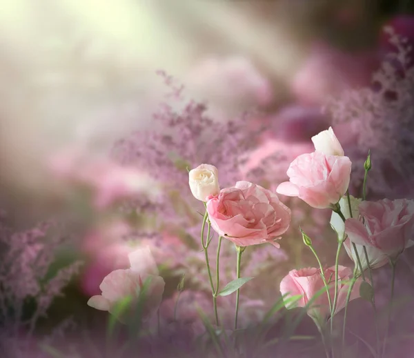 幻想的な花の庭魅惑的なおとぎ話の夢の森の中の魅惑的なおとぎ話の花の庭太陽光線と神秘的なピンクの花の背景に早い霧の魔法の朝に柔らかいバラを咲かせます — ストック写真