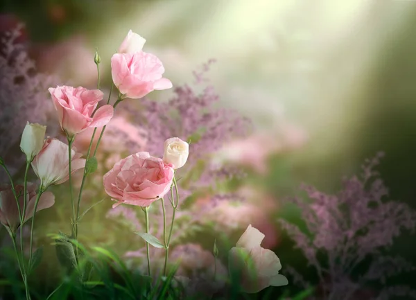 ファンタジー魅惑的なおとぎ話の中の花夢のような緑の庭太陽の光線で神秘的な花の背景に魔法の朝の早い時間に素晴らしいおとぎ話の花を咲かせる柔らかいバラ — ストック写真