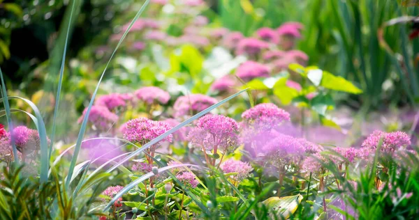 Kvetoucí Květinové Záhony Jaře Nebo Létě Báječná Zelená Zahrada Tajemné — Stock fotografie