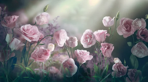 幻想的尤斯顿玛的花朵生长在迷人的童话梦幻花园 在神奇的黄昏黄昏 在神秘的花朵背景下绽放着奇异的童话般的玫瑰 在黑暗中闪耀光芒 — 图库照片