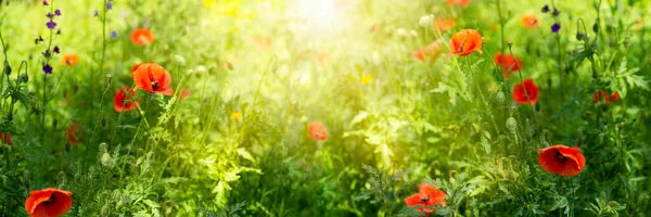 罂粟花地在清澈的青草草坪上 春天或夏天的生态背景 美丽的红色罂粟草地在宁静的阳光明媚的日子 宽阔的全景横幅 — 图库照片