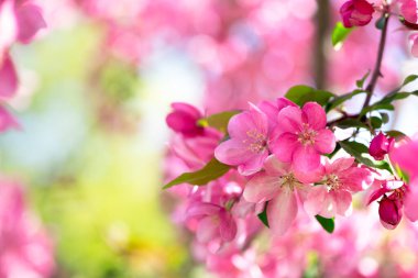 Flowering Apple tree in spring blooming green garden on mysterious springtime floral sunny background with morning sun light, beautiful nature with flowers blossom.