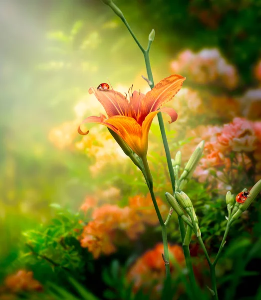 幻想的な幻想的なおとぎ話の中のオレンジユリの花とてんとう虫夢のようなエルフの森 夜明けの光と神秘的な背景に晴れた朝に花の庭を咲く素晴らしいおとぎ話 — ストック写真