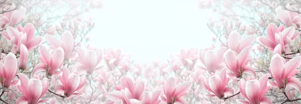Magnolia Fiori Con Eleganti Petali Rosa Fioritura Primavera Fiaba Giardino Fotografia Stock