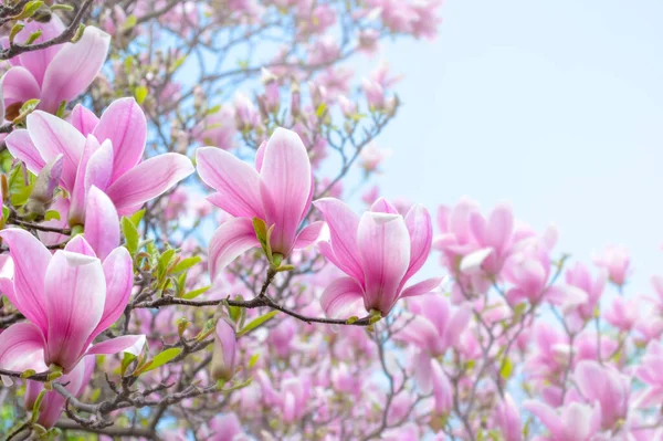 Цветы Магнолии Элегантными Розовыми Лепестками Расцветающими Весной Сказочный Зеленый Сад — стоковое фото