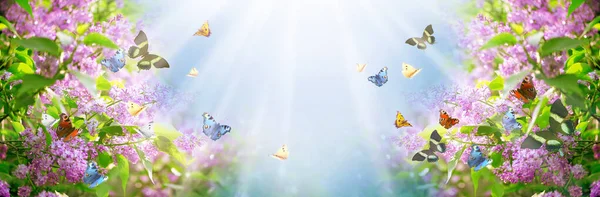 百合花盛开 飞舞着五彩斑斓的蝴蝶 在春天里奇幻的童话里 春天里的花朵背景 灿烂的自然 宽阔的全景横幅 图库图片