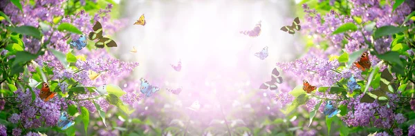 百合花盛开 飞舞着五彩斑斓的蝴蝶 在春天里奇幻的童话里 春天里的花朵背景 灿烂的自然 宽阔的全景横幅 — 图库照片