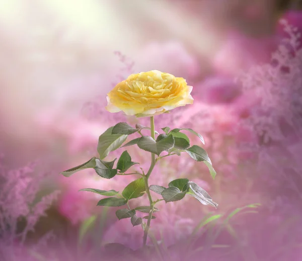 Fantasie Gelbe Rose Blume Wächst Verzauberten Märchenhaften Verträumten Garten Mit Stockfoto