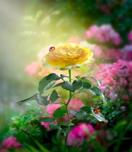 Fantezi Sarı Gül Çiçeği Büyülü Peri Masalı Bahçesinde Büyür Muhteşem Stok Fotoğraf