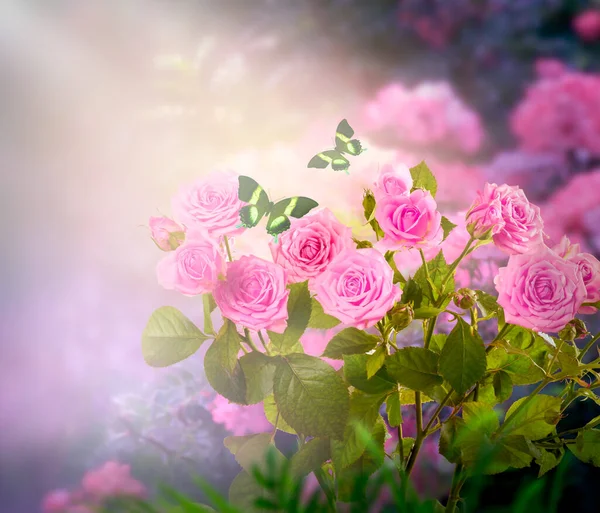 幻想的なピンクのバラの花の茂みは魅惑的なおとぎ話の夢の庭で成長し 神秘的な花の背景に魔法の光の中で2羽の蝶と素晴らしいおとぎ話の開花柔らかい植物 神秘的な自然 — ストック写真