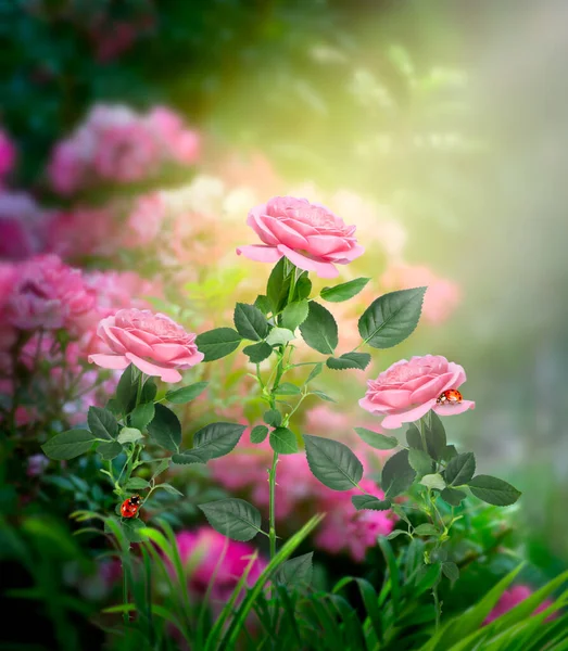 奇幻的粉色玫瑰花朵生长在迷人的童话花园 奇幻的童话盛开的嫩绿色植物 迷人的灯光下的瓢虫 灿烂的花朵背景 神秘的自然 图库照片