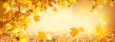 Sonbahar akçaağaç yaprakları bulanık arka planda bokeh ile, rüzgarda uçan düşen yapraklar, boş kopya alanı olan sonbahar şenliği geniş panoramik afişi.
