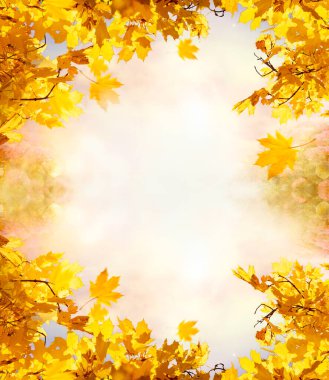 Autumn nature background with branches with fall golden yellow maple leaves frame, orange autumnal foliage in park, copy space.