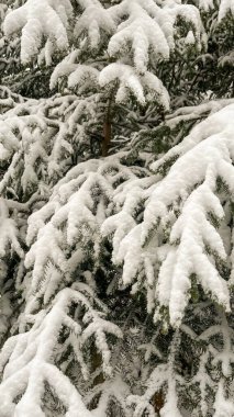 Beyaz köknar dalları olan bir arka plan. Kış manzarası. Çam ağaçları karla kaplı. Noel kompozisyonu.