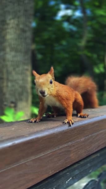 나무에 다람쥐 견과류를 귀여운 아름답고 다람쥐의 클로즈업 숲이나 공원에서 아름다운 — 비디오