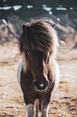Dağlarda küçük sevimli bir midilli