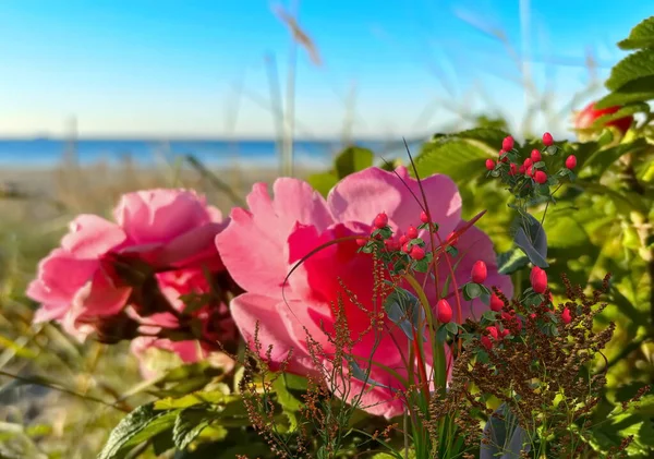 Vahşi Pembe Çiçekler Çalılar Köpek Gülleri Yeşil Çimenler Sahilde Deniz — Stok fotoğraf