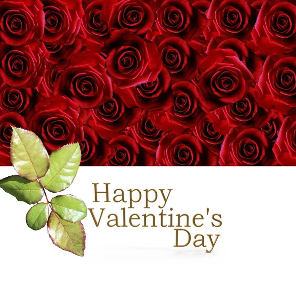 Κόκκινα Τριαντάφυλλα Χαιρετισμούς Κείμενο Πράσινα Φύλλα Λευκό Φόντο Εορταστικό Πρότυπο — Φωτογραφία Αρχείου