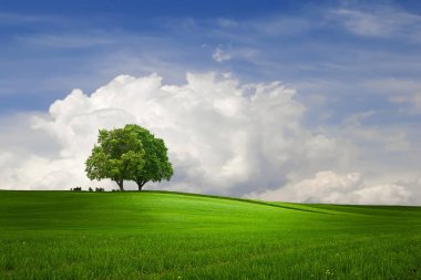   mavi gökyüzü yeşil çimenler vahşi tarlalar ve ufuktaki ağaç doğa manzarası