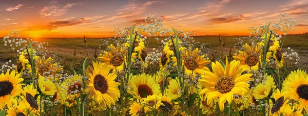 Sonnenblumen Blumen Kamille Und Lavendel Verben Und Gras Auf Wiese — Stockfoto