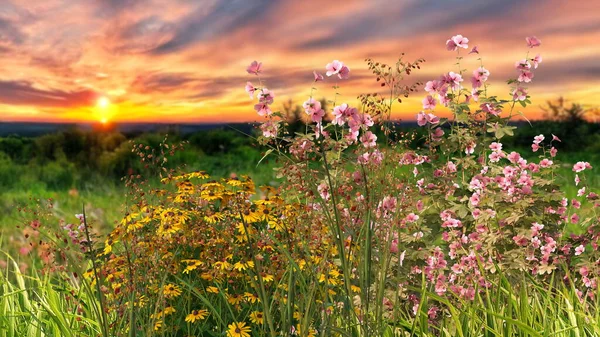 Bloemen Wild Veld Bij Zonsondergang Dramatische Wolken Hemel Zomer Achtergrond — Stockfoto