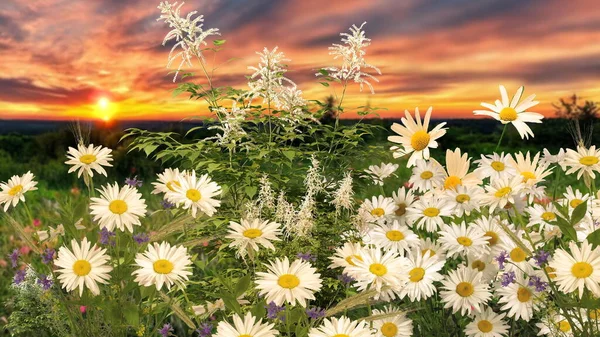 Flowers Wild Field Sunset Dramatic Clouds Sky Summer Background Template — Stock Photo, Image