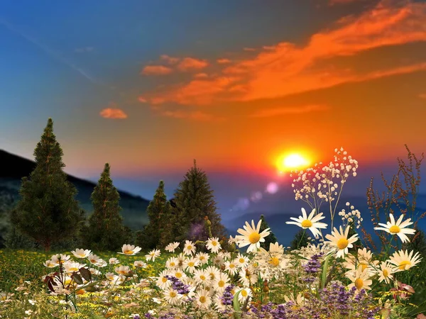 Поле Квітами Помаранчевому Рожевому Заході Сонця Природа Пейзаж Квіти Помаранчевому — стокове фото