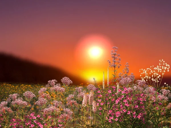 field with flowers on orange pink sunset nature landscape flowers on orange sunset sky nature landscape