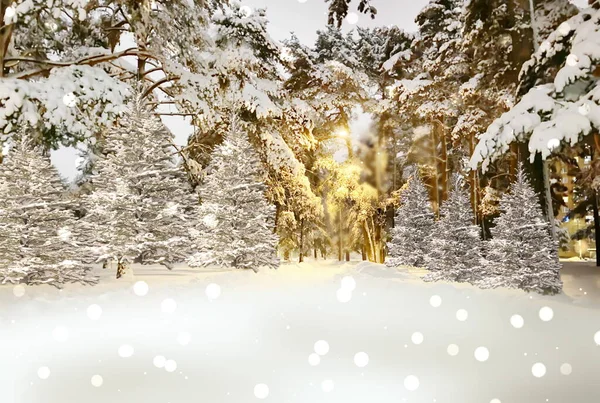 Pinheiros Floresta Inverno Cobertos Neve Parque Cidade Paisagem Natureza Panorama — Fotografia de Stock