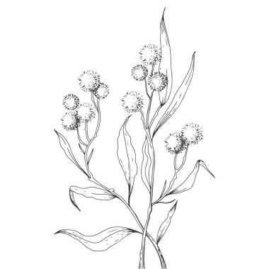 Çizim sanatı tarzında çiçekler. Vektör illüstrasyonu