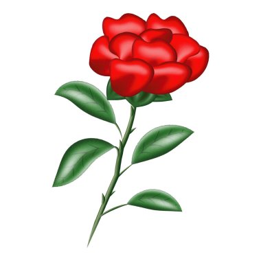 Su rengi kırmızı gülün çizimi. Vektör illüstrasyonu