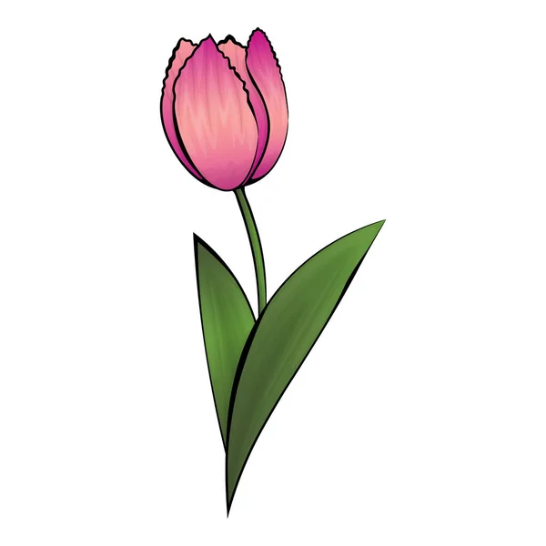 Image Vectorielle Tulipe Rose Aux Contours Noirs Illustration Vectorielle — Image vectorielle