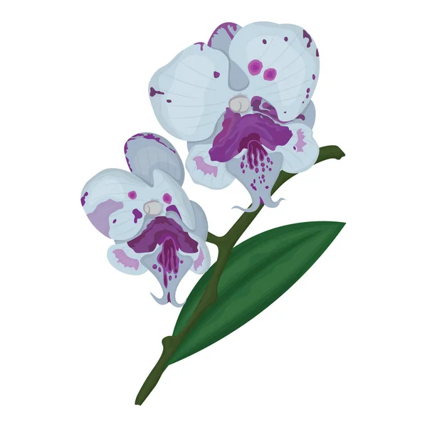 Vektorbild Von Zwei Orchideenblüten Vektorillustration — Stockvektor