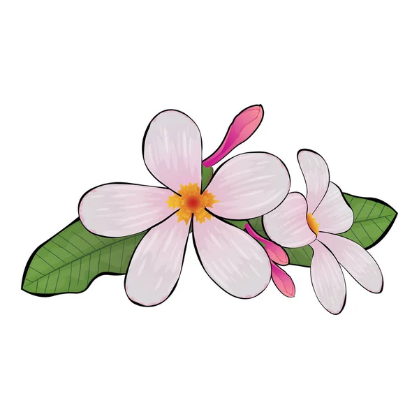 Διανυσματική Εικόνα Των Όμορφων Ροζ Λουλούδια Plumeria Εικονογράφηση Διανύσματος — Διανυσματικό Αρχείο